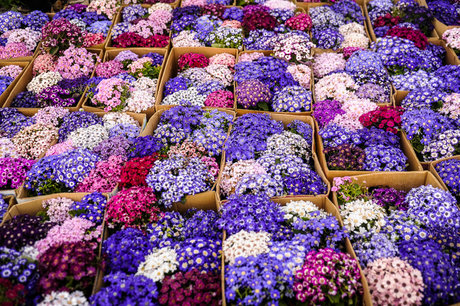 این بازار «قانون» ندارد